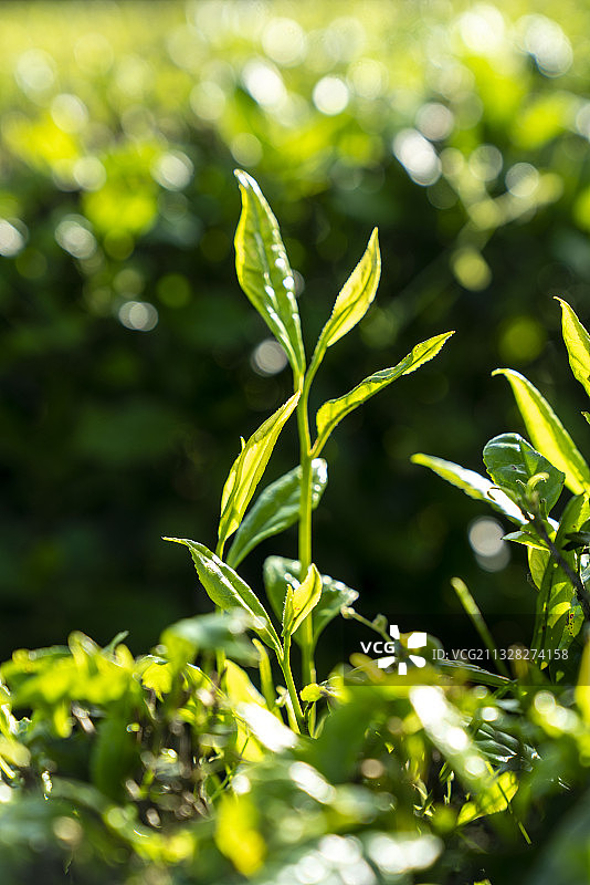 湖北恩施大山深处的富硒茶叶图片素材