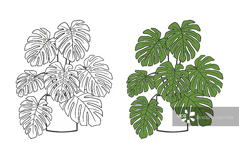手绘的龟背竹植物涂鸦图片素材