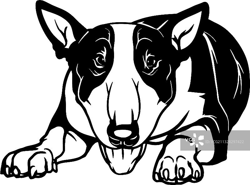 斗牛㹴犬 - 躺着的狗素材（已隔离）图片素材