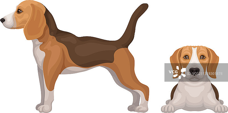 各种姿势的小猎犬比格犬图片素材