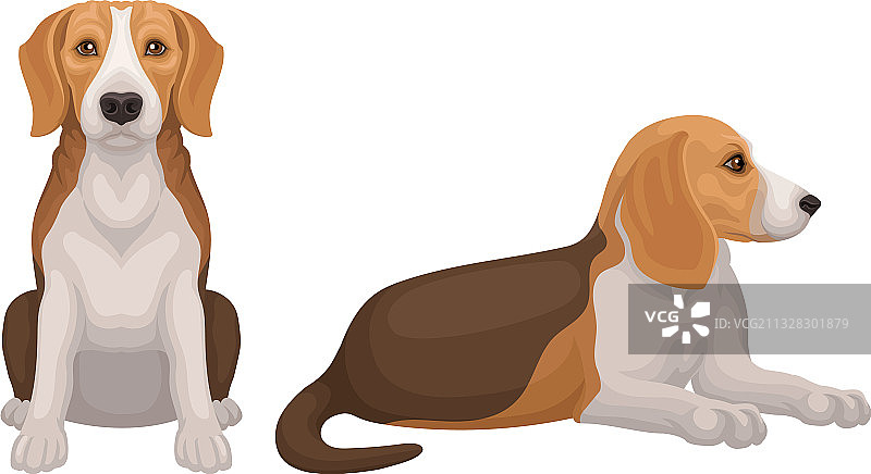 各种姿势的小猎犬比格犬图片素材