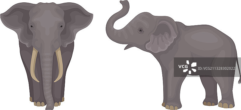 灰色皮肤和象鼻的非洲象图片素材