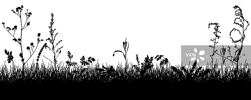 草地剪影：草、杂草和植物图片素材