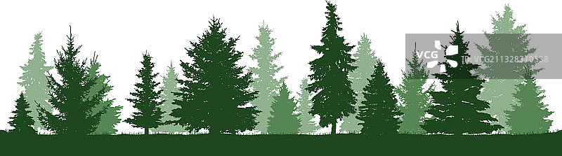 针叶林剪影树木松树冷杉图片素材