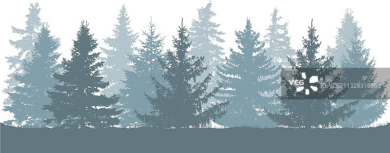 冬季森林云杉轮廓图片素材
