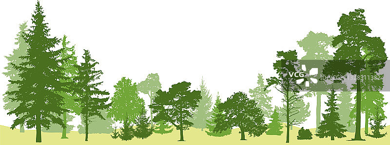 树木森林隔离常绿松树图片素材