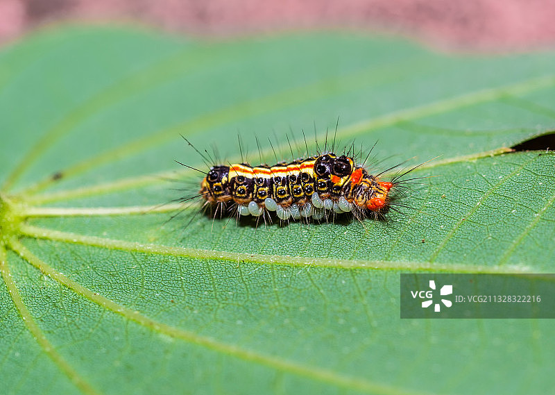 毛毛虫图片素材