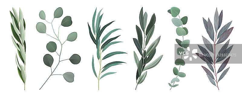 逼真的桉树枝套装图片素材