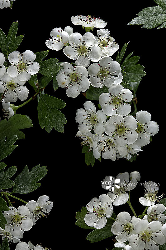 单子山楂图片素材