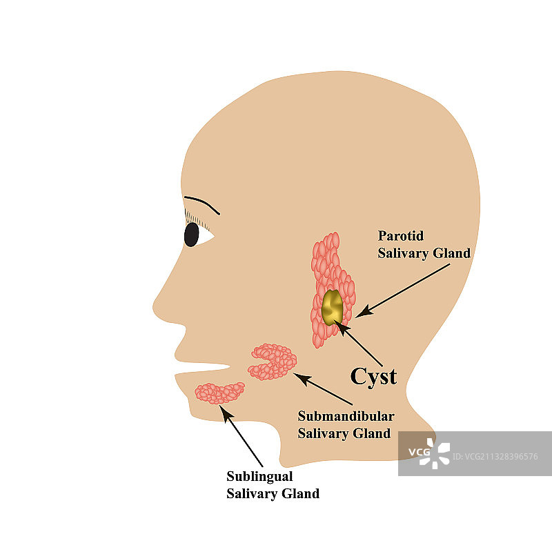 腮腺和下颌下腺图片素材