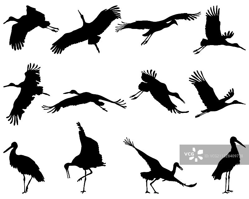 鹳鸟剪影图片素材