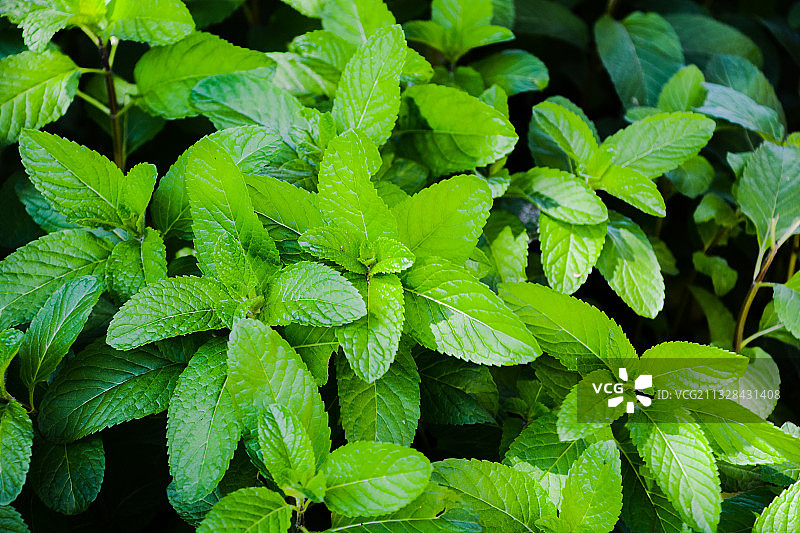植物薄荷图片素材