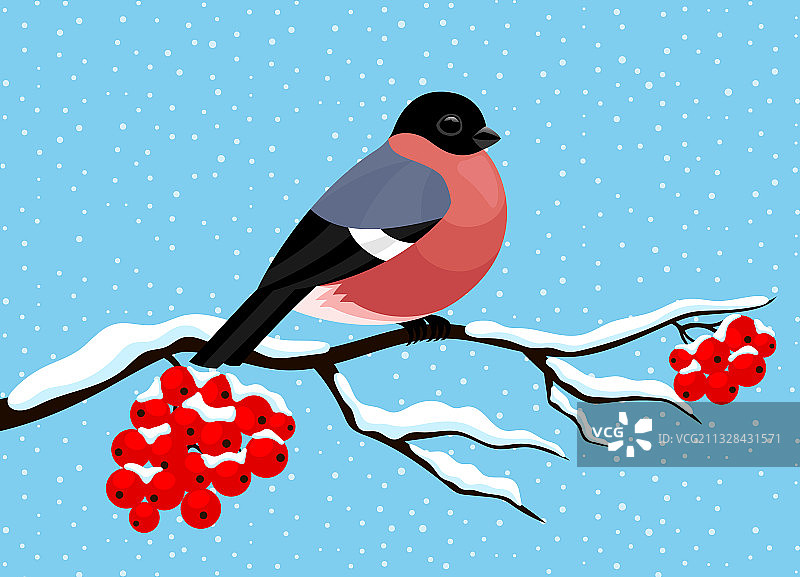 可爱的红腹灰雀栖息在花楸树枝上图片素材