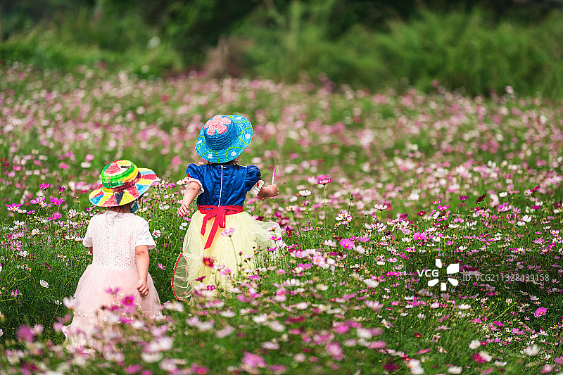格桑花开，板芙鲤溪村图片素材