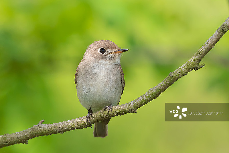 北灰鹟图片素材