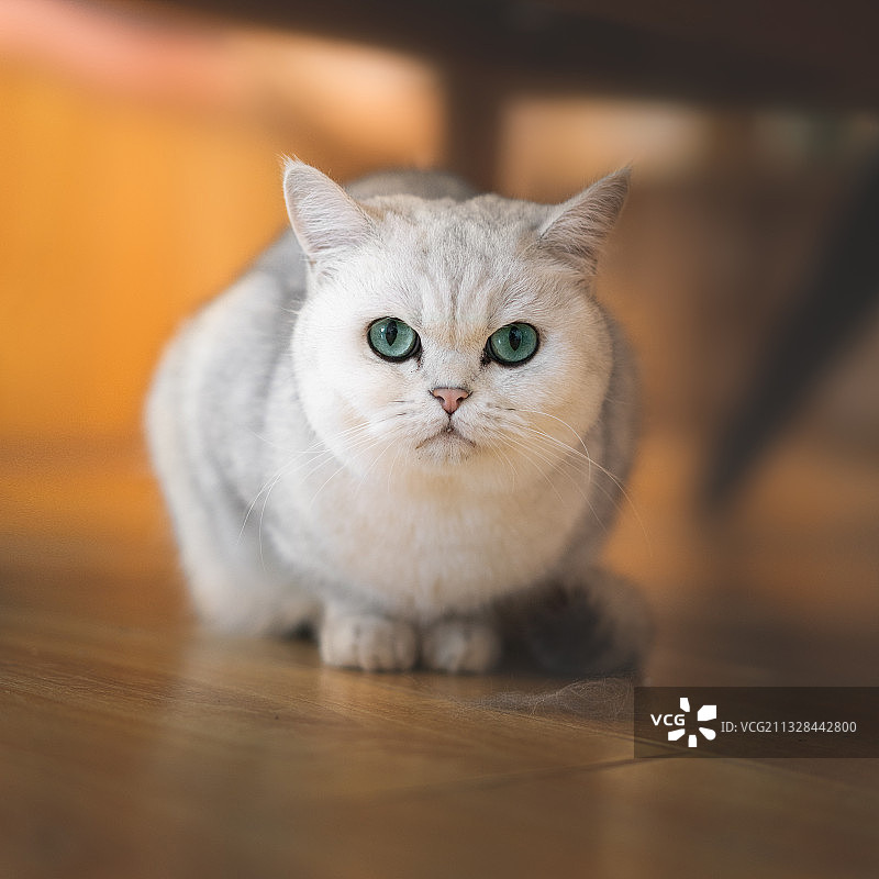 宠物猫咪图片素材