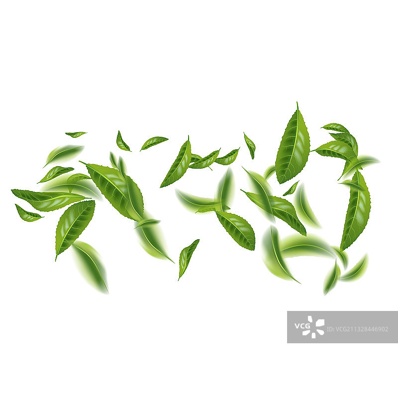 美丽的飞舞绿茶叶图片素材