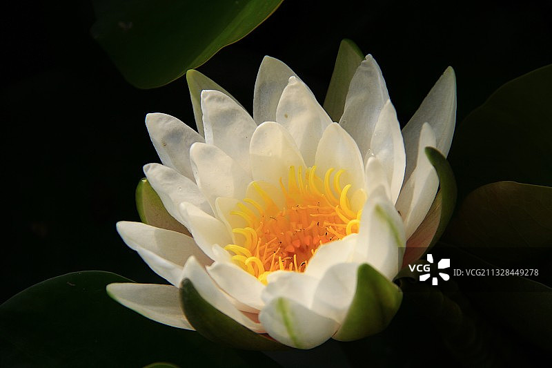 睡莲 莲花 荷花 洁净 纯真 妖艳 拍摄于洛阳国花园图片素材