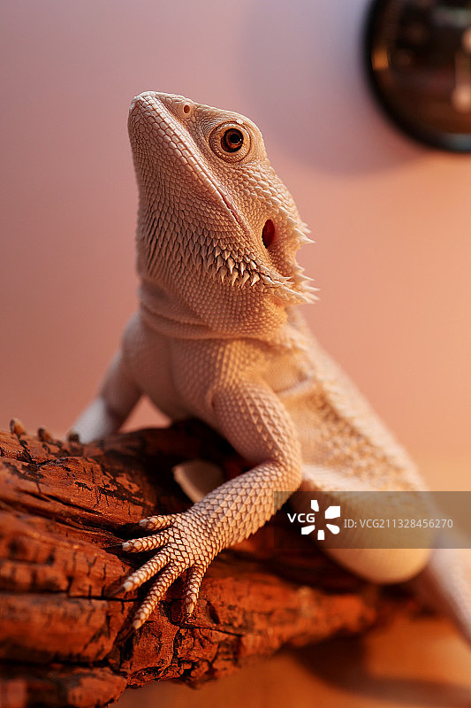 鬃狮蜥图片素材