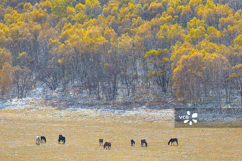 秋意浓、初雪晴、坝上宁图片素材