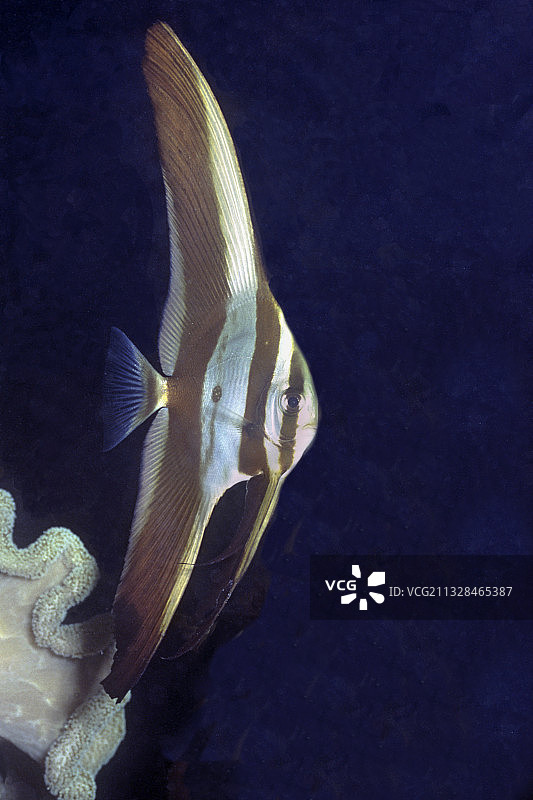 幼年长鳍篮子鱼图片素材