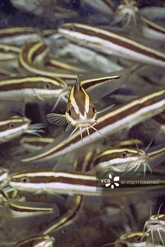条纹鲶鱼幼鱼群图片素材