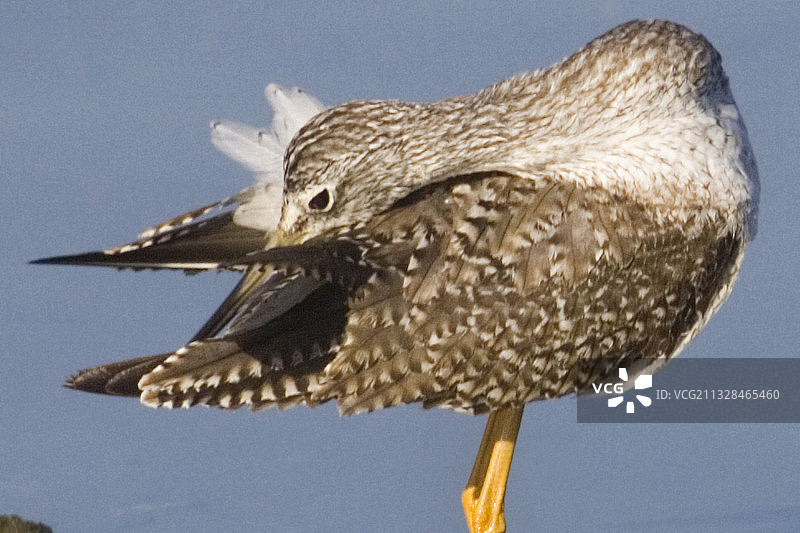 黄腿鹬梳理羽毛特写图片素材