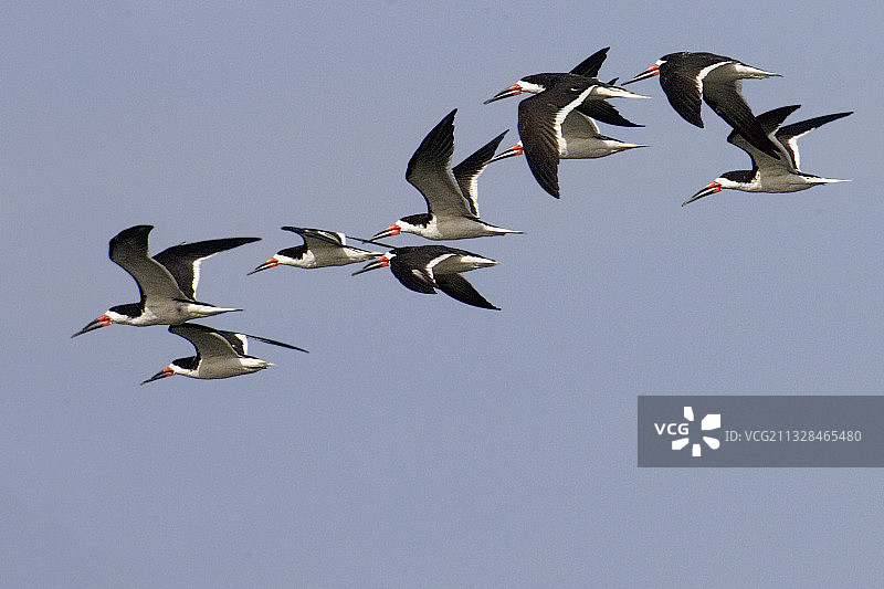 飞翔的黑剪嘴鸥群图片素材