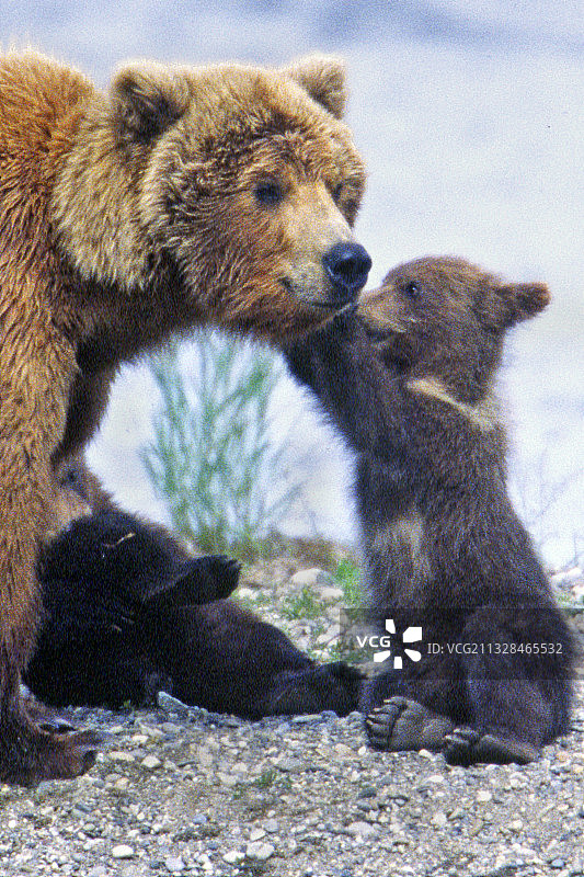 棕熊幼崽与母熊特写图片素材