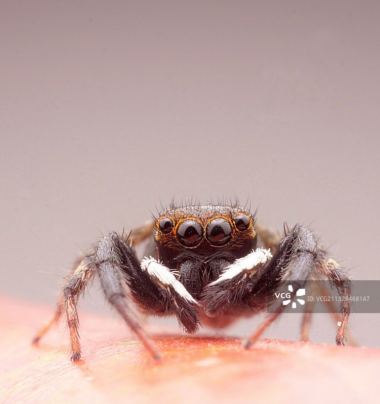大眼萌萌图片素材