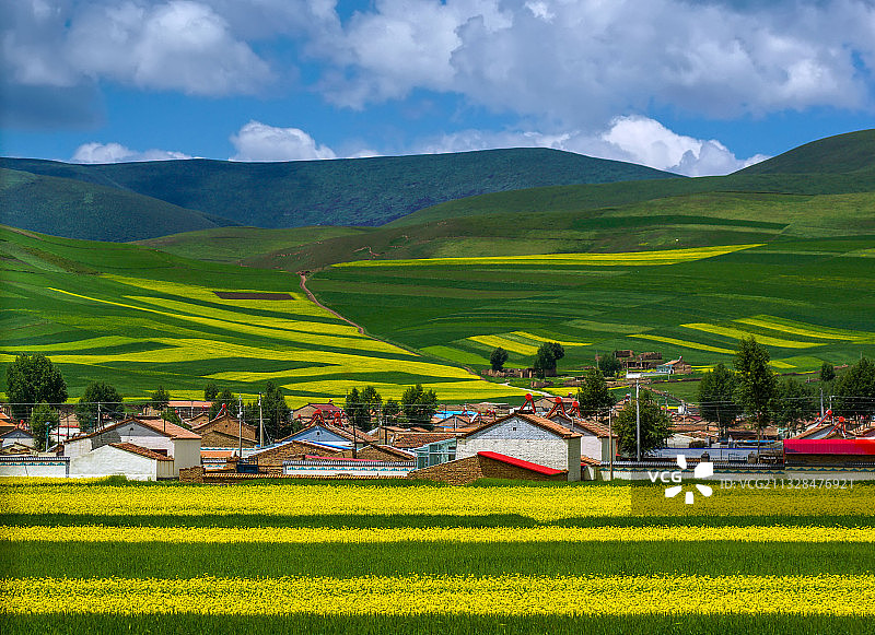 青海门源油菜花海图片素材