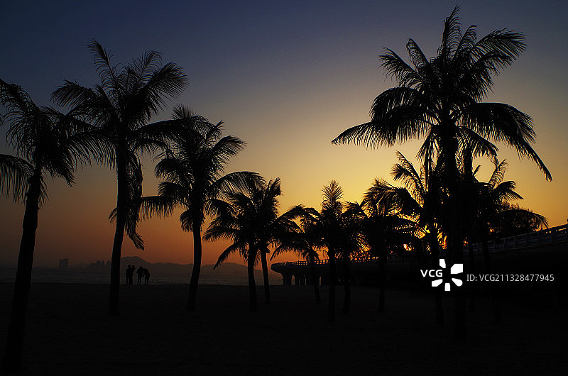 大王椰子剪影图片素材