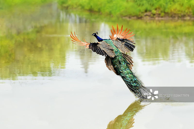 孔雀东南飞图片素材
