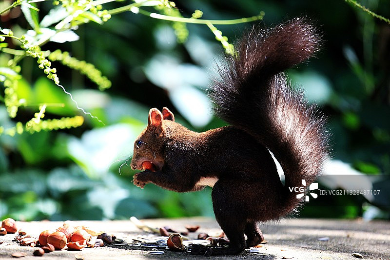 松鼠图片素材