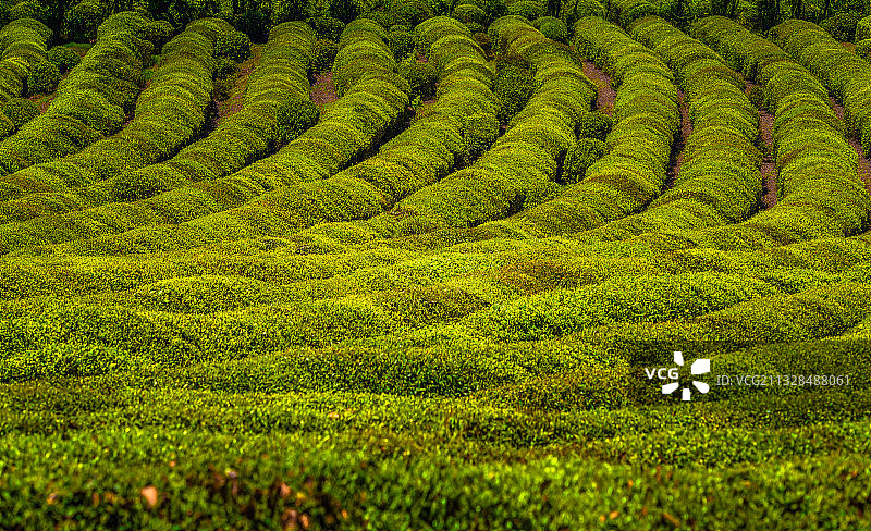 高淳茶场线条韵律图片素材