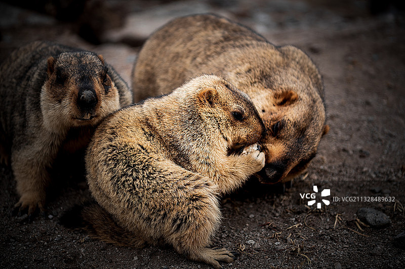 土拨鼠一家图片素材