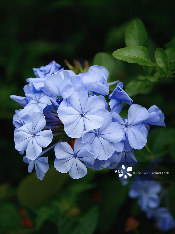 蓝雪花图片素材