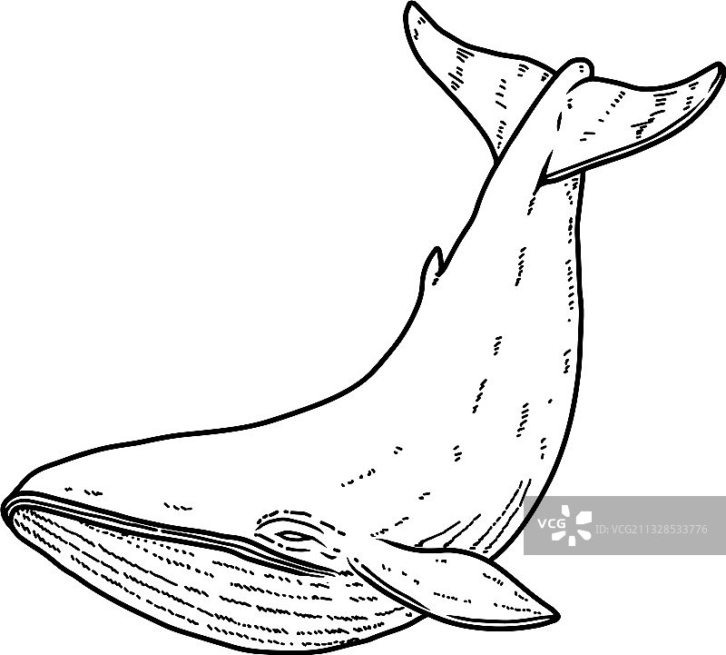 雕刻风格鲸鱼设计元素图片素材