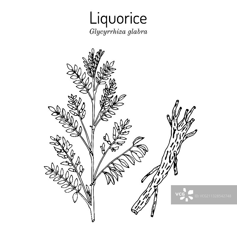 甘草光果甘草药用植物图片素材