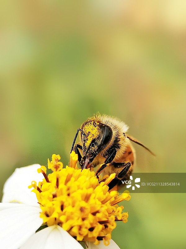 采蜜（在湖南科技大学南校区盛世景园附近拍摄）图片素材