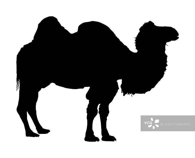 站立的双峰骆驼剪影图片素材