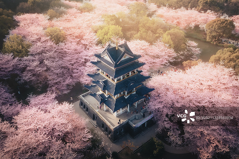 樱花季鼋头渚图片素材