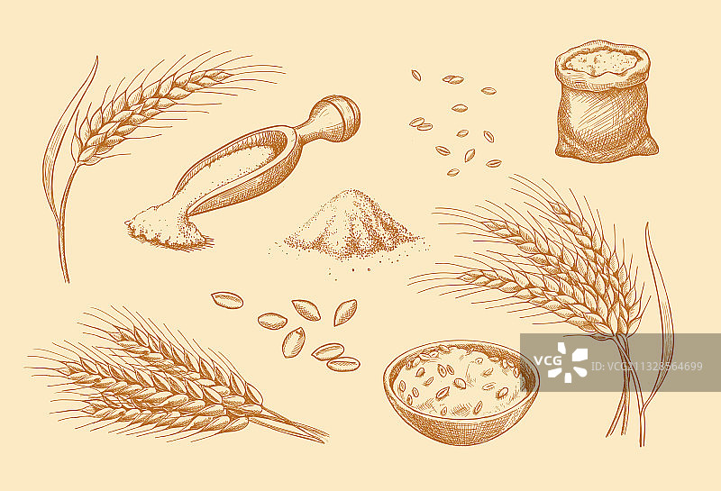 手绘小麦黑麦谷物套装图片素材