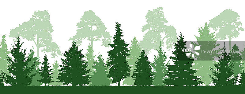 无缝图案：森林冷杉和松树图片素材