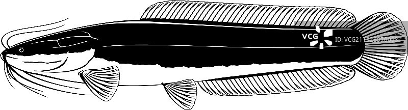 孤立的非洲 зубчатый 鲶鱼图片素材