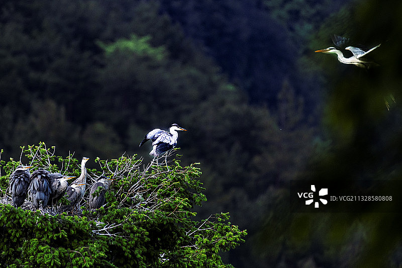 《隔空对话》图片素材