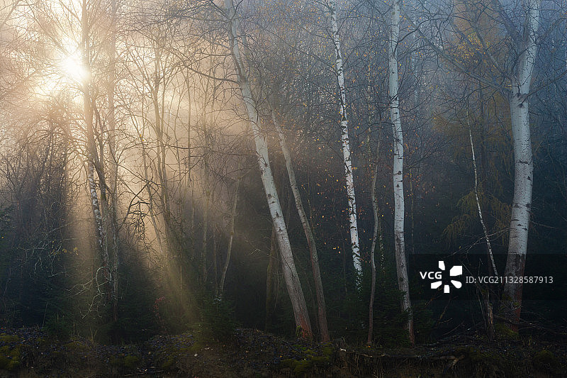 斯洛伐克森林树木图片素材