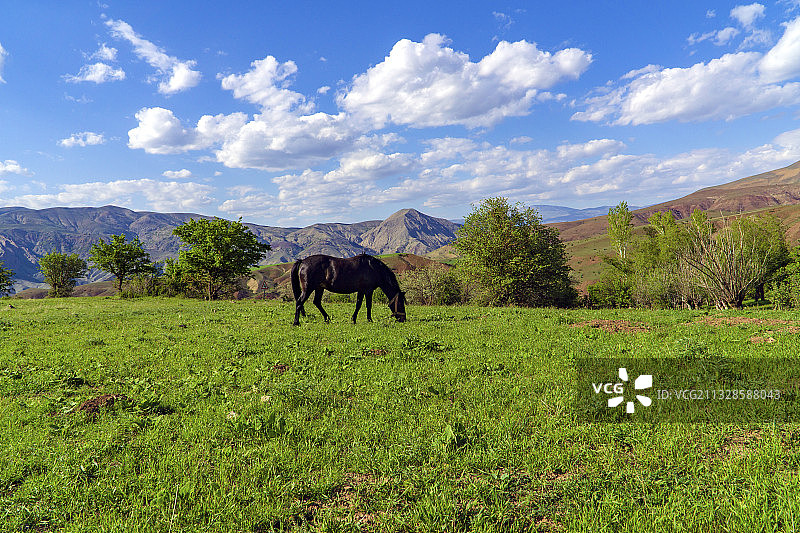 土耳其的马和自然风光图片素材