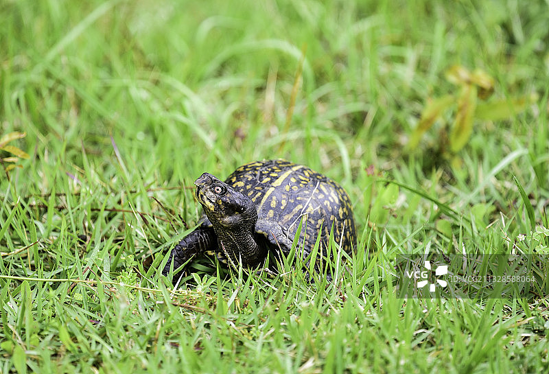 田野上的箱龟特写，美国图片素材