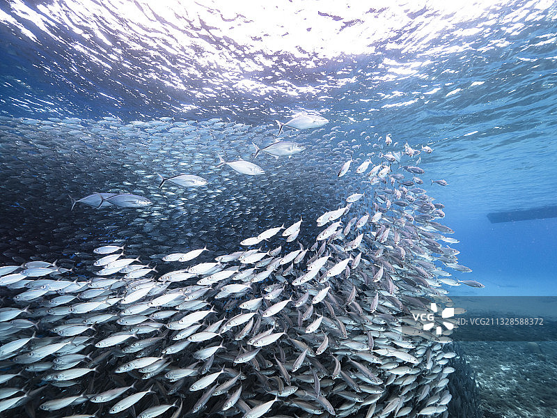 海水中游动的热带咸水鱼特写图片素材